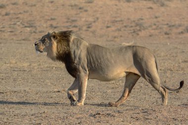 Namibya 'daki vahşi aslan