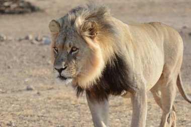 Doğal ortamdaki Afrika aslanlarına yakından bakın.