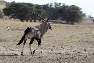 Etoşa 'da bir erkek zebra.
