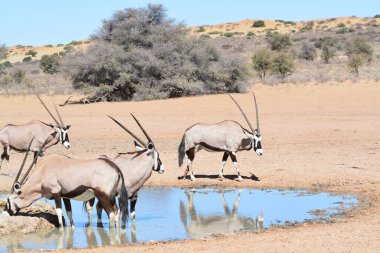 Savananın ortasındaki su birikintisinde bir grup Afrikalı hayvan.