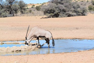 Mavi suyu olan kuru bir yerdeki mavi su birikintisi.