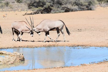 Savanadaki şirin bir Afrika savanasının güzel manzarası.