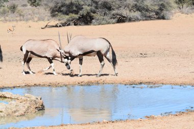 Kenya 'daki savanadaki güzel vahşi atlar