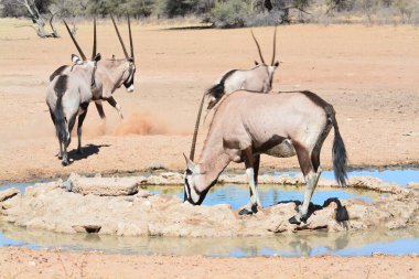 Bir grup Afrikalı zebra Etoşa Ulusal Parkı 'ndaki su birikintisindeki su birikintisinde.