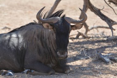 Büyük siyah boğa boynuzları yerde.