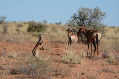 Yoldaki bir grup vahşi hayvanın güzel bir fotoğrafı.