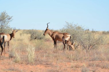 Afrika bozkırlarındaki vahşi antiloplar