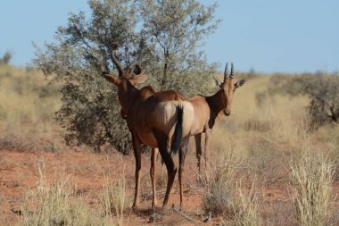 Vahşi zebralar bozkırda