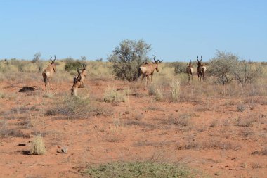 Savanadaki bir grup vahşi geyik.