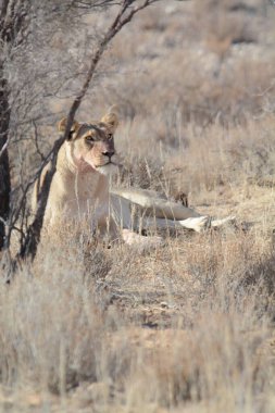 Dişi aslan Kruger National park, Güney Afrika