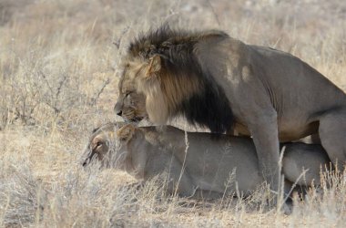 Güney Afrika 'daki Kruger Ulusal Parkı' nda aslan var.