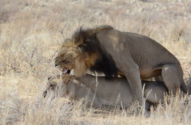 Afrika 'nın namibya savanındaki büyük gözlü erkek aslan ve aslan.