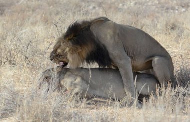 Afrika 'nın bozkırındaki aslan