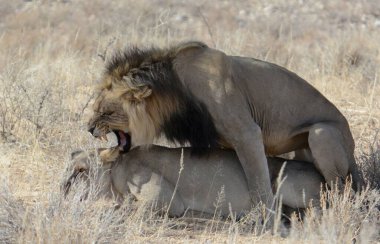 Afrika Namibya 'da aslanlar savaşıyor.