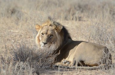 Zimbabwe savanındaki aslan.