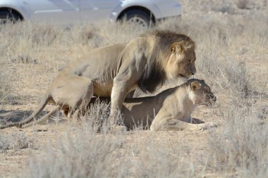 Namibya 'daki Etosha Milli Parkı' nda Aslan