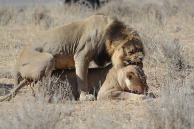 Genç vahşi aslan ve annesi