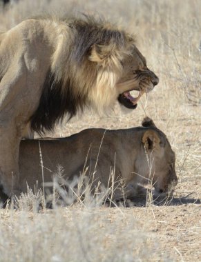 Aslan vahşi Afrika 'da