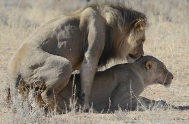 Güney Afrika 'daki Kruger Park' ında aslan var..
