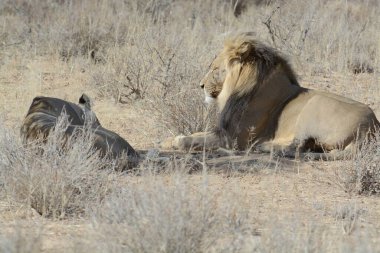 Zimbabwe savanındaki aslan.