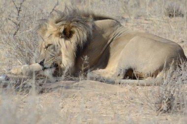 Etoşa Ulusal Parkı, Namibya 'da aslan