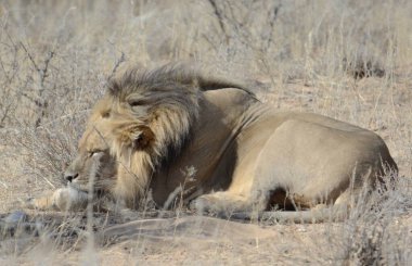Kuru topraklarda bir erkek aslan.