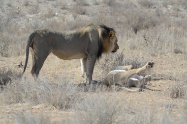 Yerde bebeği olan bir aslan.