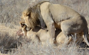 Hayvanat bahçesindeki aslan