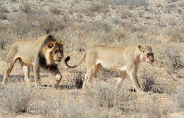 Vahşi hayvanlar, ön planda seçici odaklanma