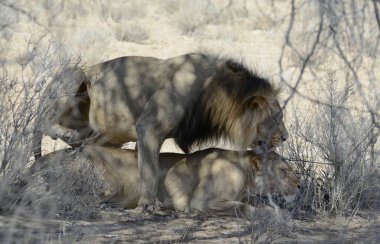 Namibya Afrika 'daki savanda bir grup vahşi aslan.