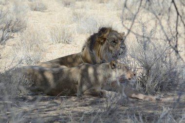 Etoşa Ulusal Parkı 'nda bir aslan.