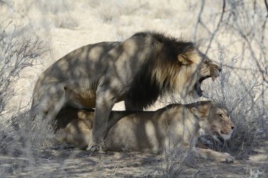 Savanada bir erkek aslan.