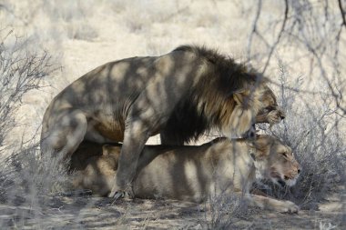 Namibya 'da aslanlı