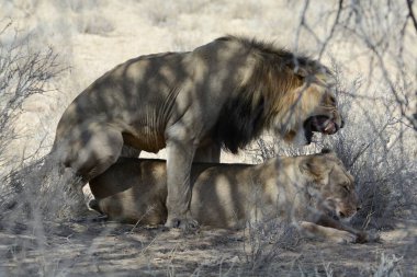 Namibya 'da çöldeki erkek aslan