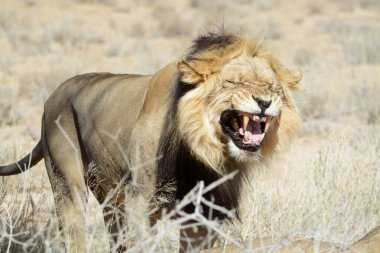 Kenya savanındaki aslan