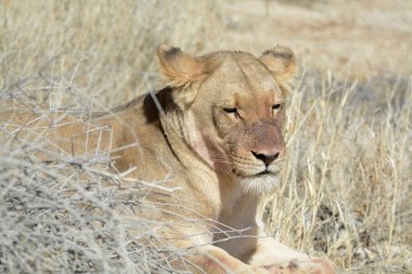 Kuru bir çimende dinlenen dişi bir aslan.
