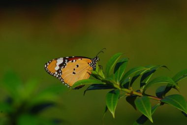 Yeşil çimlerin üzerinde kelebek