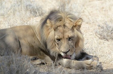 Namibya 'da aslan yavrusu