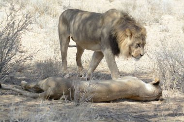 Çölde bir aslan ve bir aslan