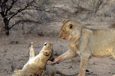 Çöldeki aslan ailesi.
