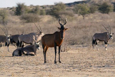 Kenya 'nın Afrika bozkırındaki büyük siyah ceylan.