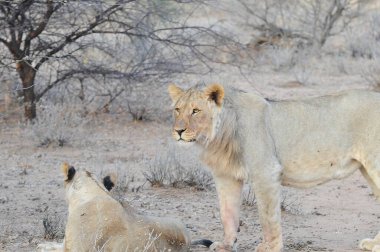 Güney Afrika 'daki Kruger Ulusal Parkı' nda aslan var..