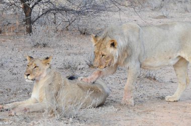 Namibya 'daki Afrika savanasında bir erkek aslan.