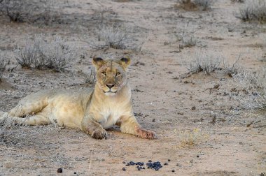 Afrika aslanı (panthera leo )
