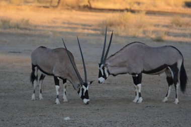 Çölde bir at sürüsü
