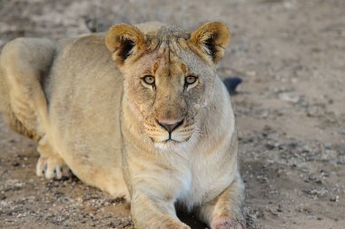 Kenya savanındaki aslan