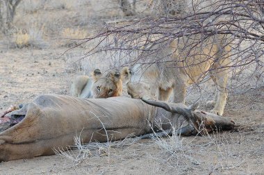 Afrika çölünde bir grup aslan.