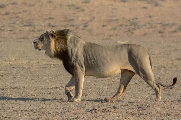 Namibya 'daki vahşi aslan