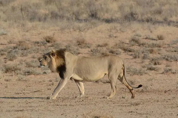 Afrika savanındaki vahşi aslanlar
