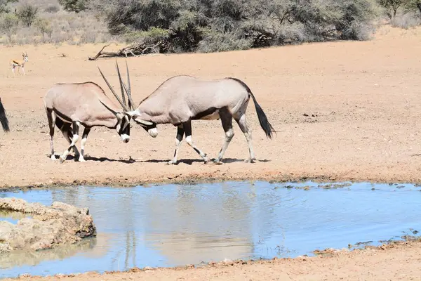 Savanadaki şirin bir Afrika savanasının güzel manzarası.